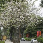 Trồng cây hoa ban trắng giúp làm đẹp cảnh quan đô thị, công viên, sân vườn.