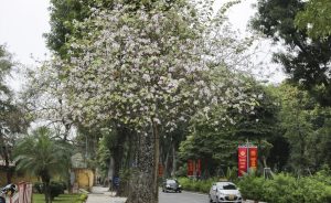Trồng cây hoa ban trắng giúp làm đẹp cảnh quan đô thị, công viên, sân vườn.