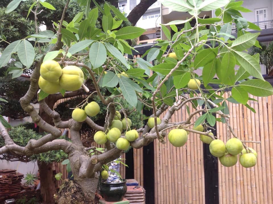 Đặc điểm của White Sapote.