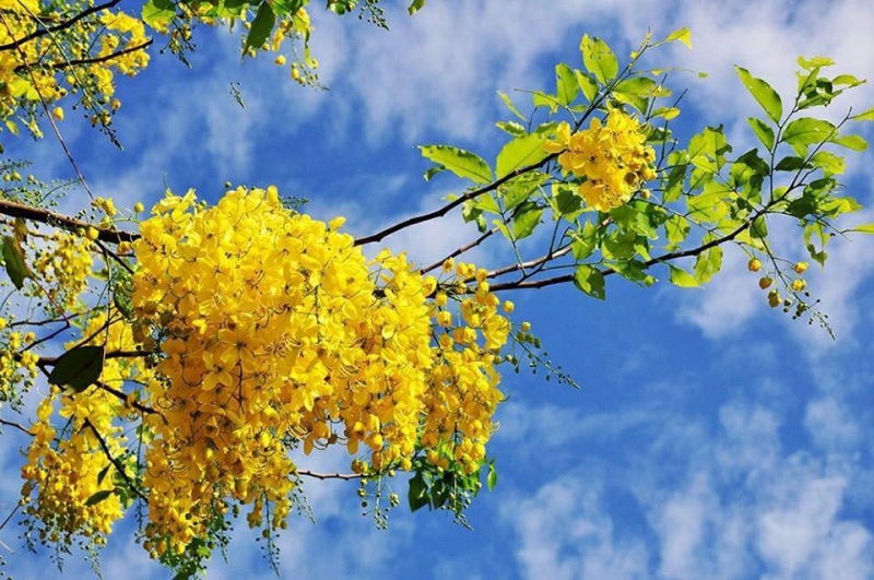 Độc tố có ở hầu hết các bộ phận của cây như lá, hoa, quả và hạt