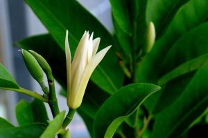 Cây hoa ngọc lan có nguồn gốc Ấn Độ