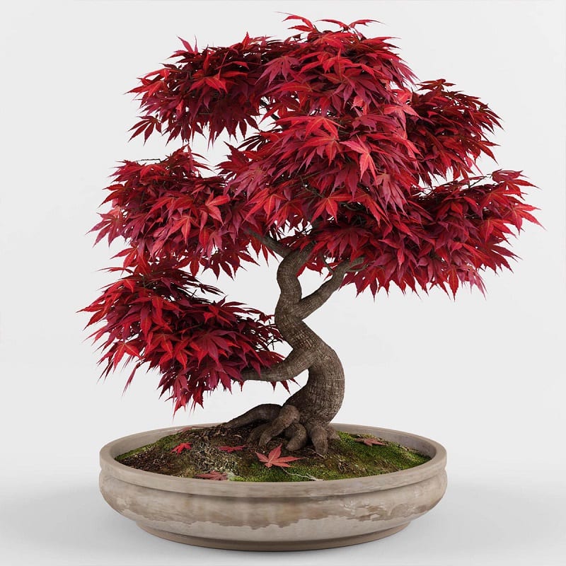 Cây phong lá đỏ bonsai đỏ rực
