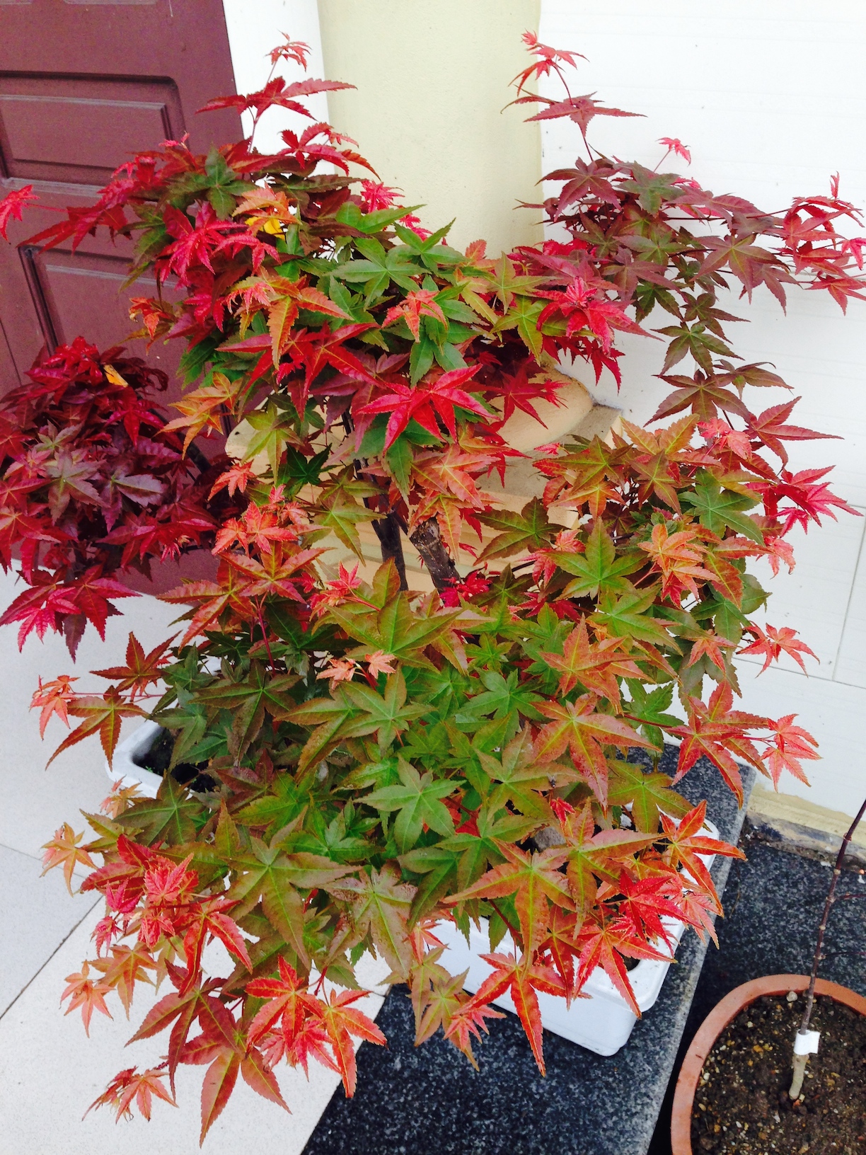 Cây phong lá đỏ có giống xuất xứ từ Nhật Bản