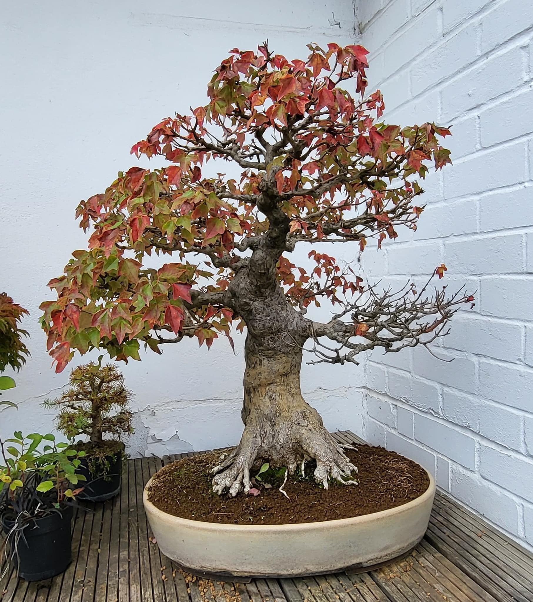 Cây phong lá đỏ bonsai trồng tại Việt Nam