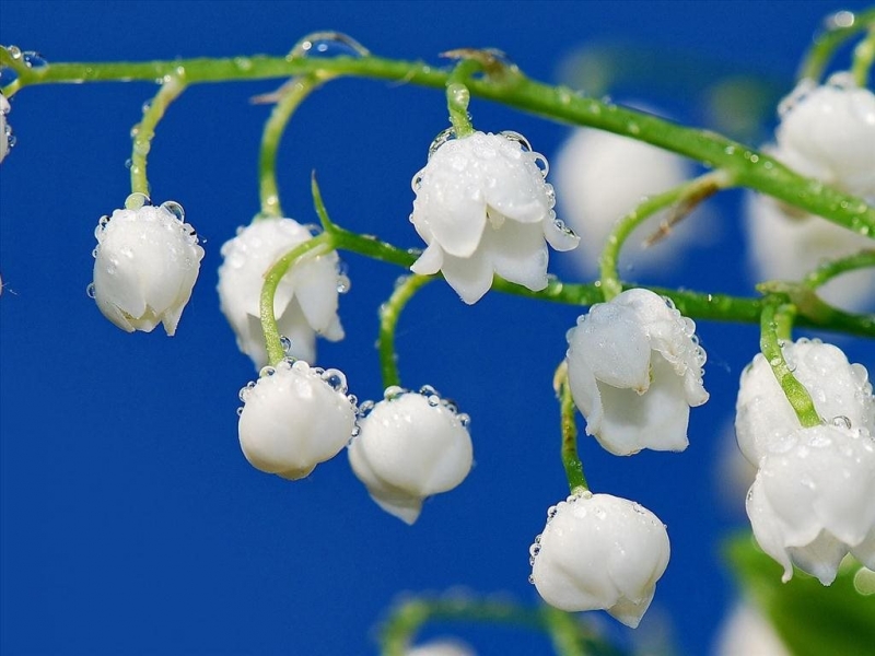 Hoa linh lan còn được gọi là hoa lan chuông