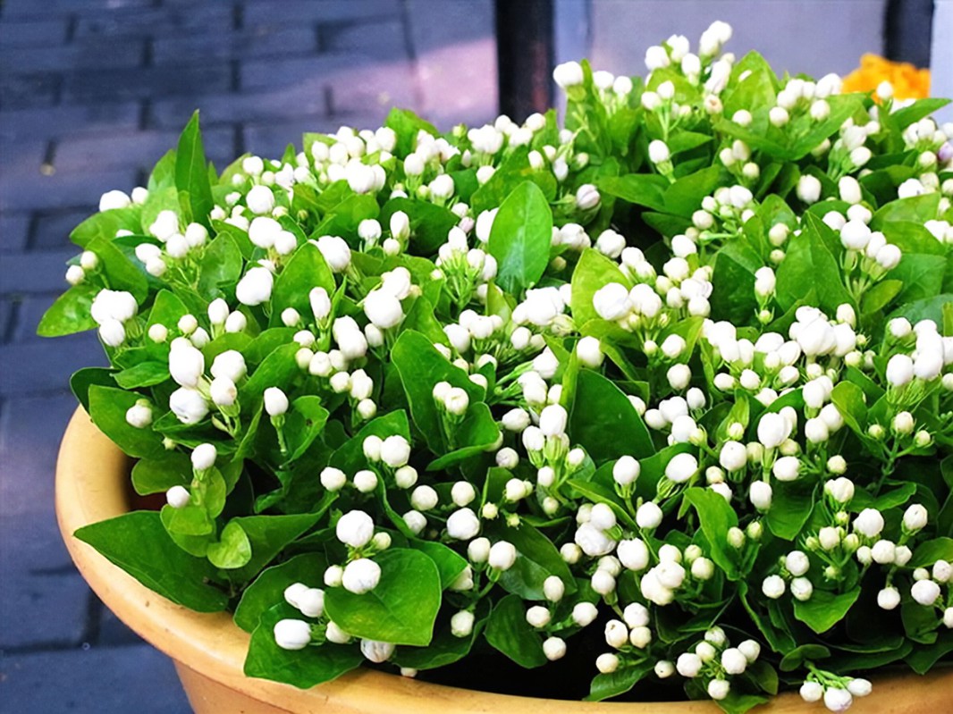 Hoa nhài Nhật có khả năng đổi màu từ tím sang trắng khi nở