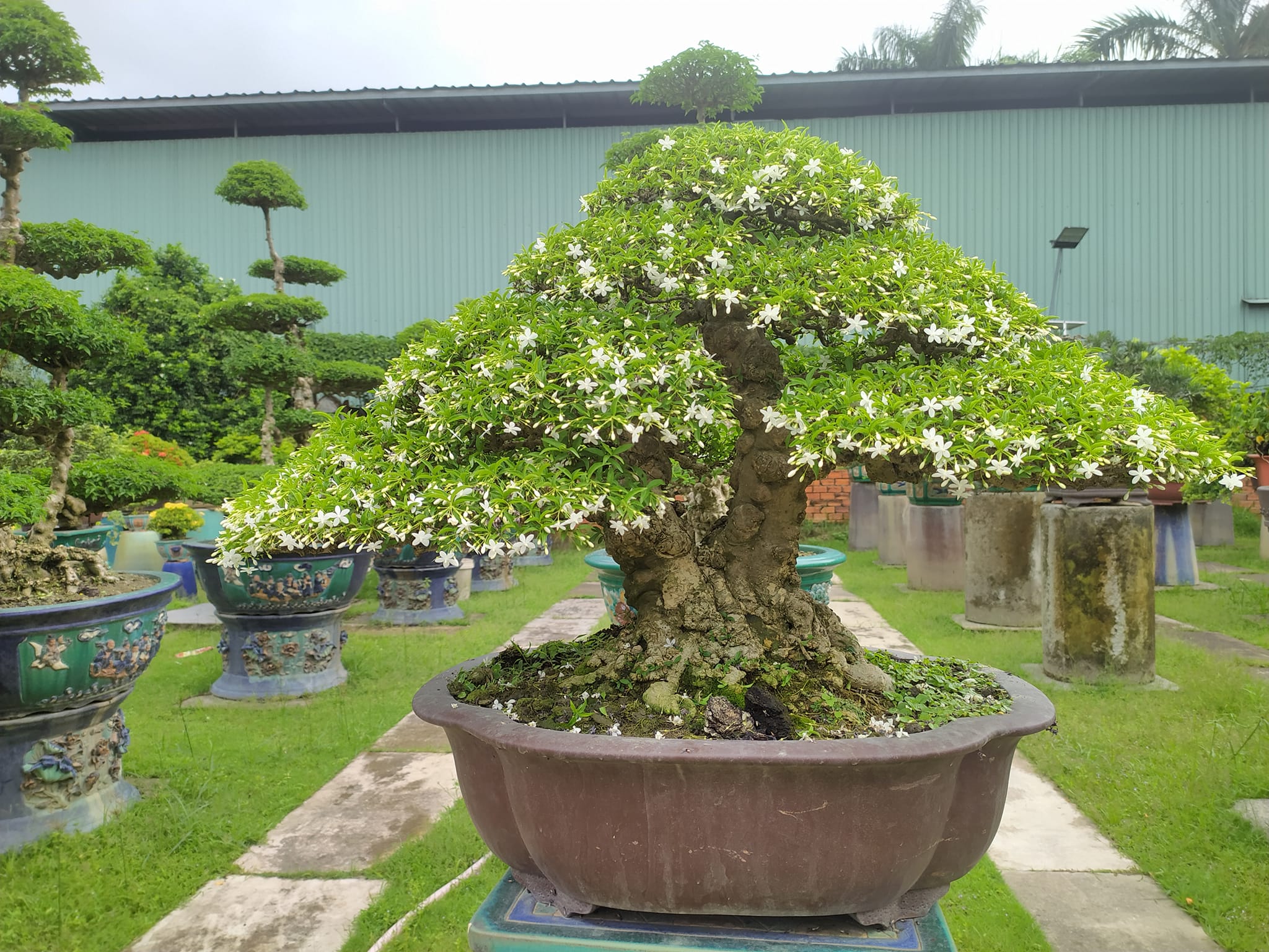 Cây mai chiếu thủy bonsai mang lại thịnh vượng cho ngôi nhà