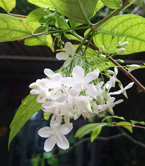 Hoa cây mai chiếu thủy màu trắng, có hương thơm nhẹ