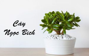 Cây ngọc bích hợp mệnh gì?