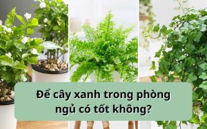 Để cây xanh trong phòng ngủ có tốt không?