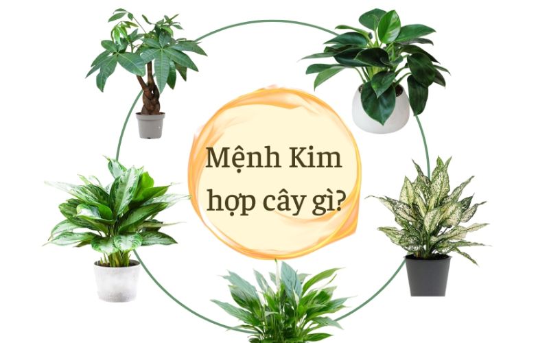 Tác dụng của cây phong thủy đối với mệnh Kim